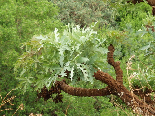 A close up of the Mountain Cabbage Tree Leaves.